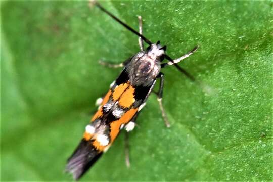 Image of Mompha locupletella