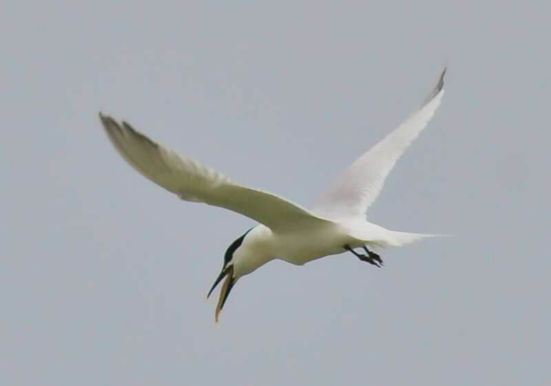 Image of Sandwich Tern