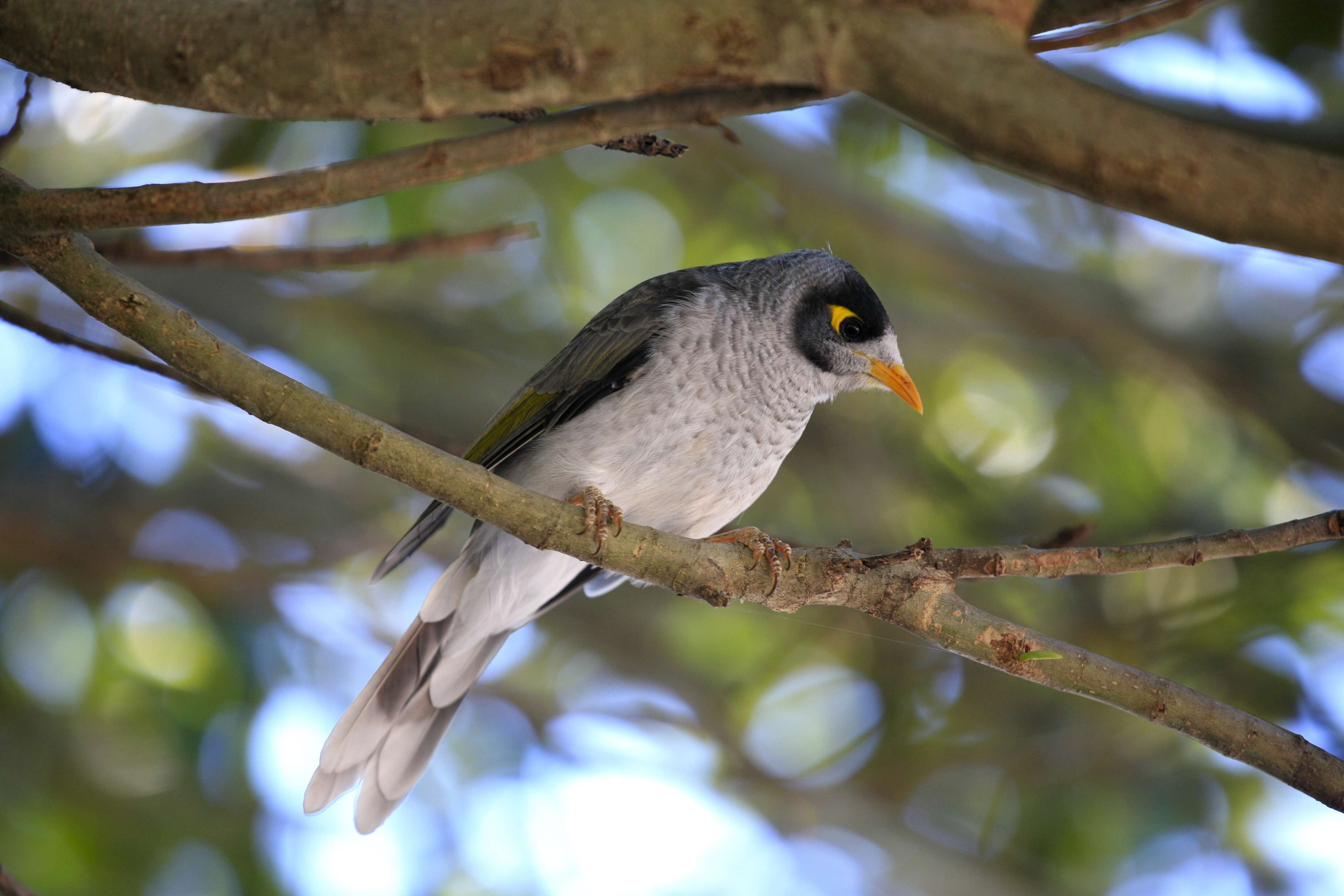 Image of Noisy Miner