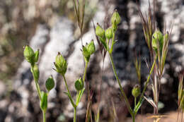 Imagem de Silene coniflora Nees ex Otth