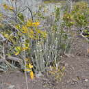 Imagem de Ceropegia dichotoma Haw.