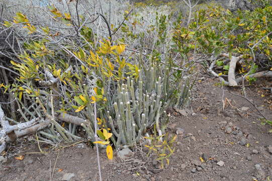 Image de Ceropegia dichotoma Haw.