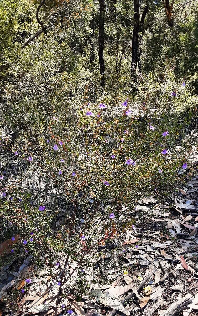 Image of Prostanthera scutellarioides (R. Br.) Druce