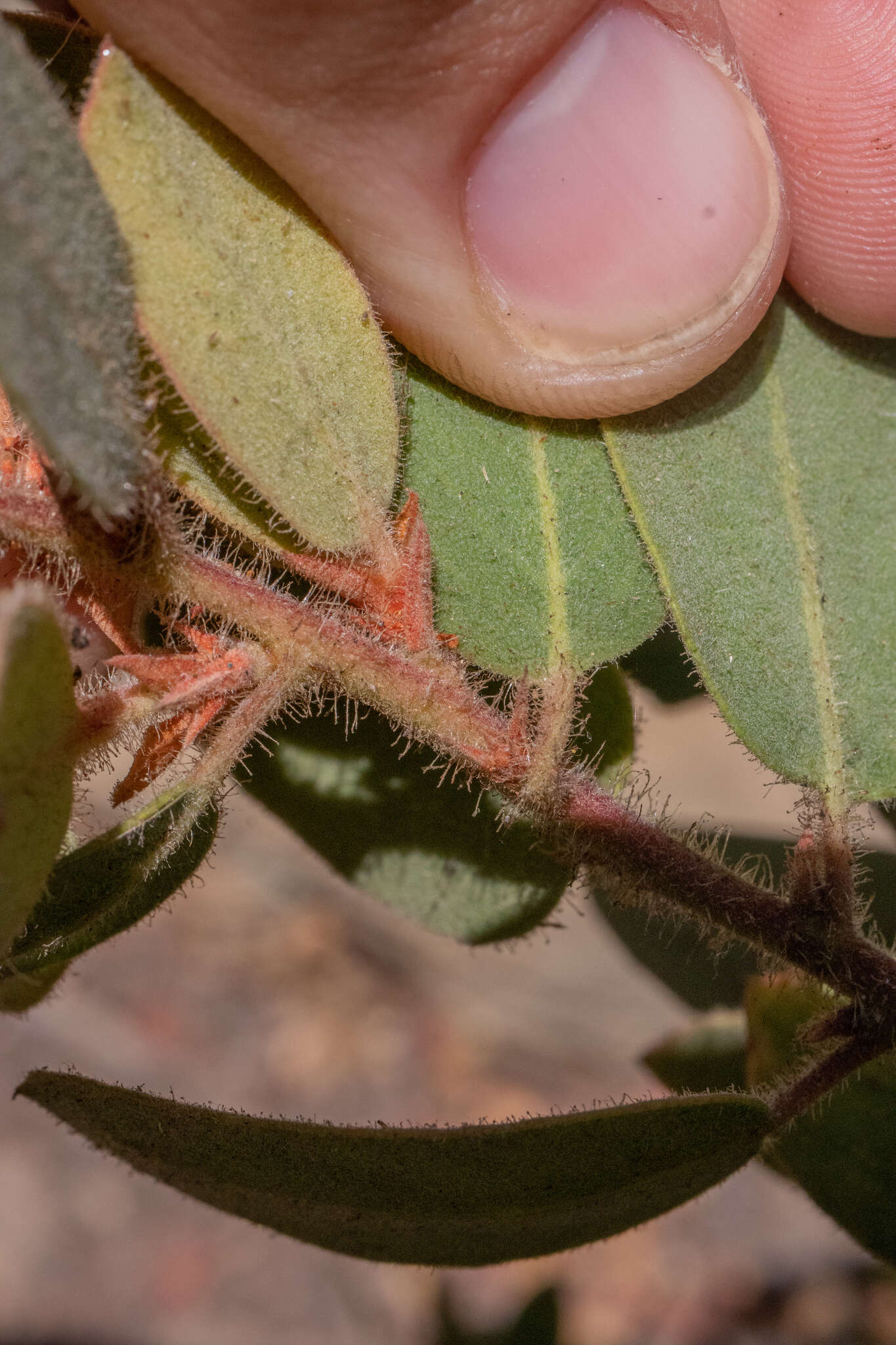 Image of Eastwood's manzanita