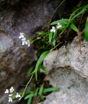 Image of Disa saxicola Schltr.