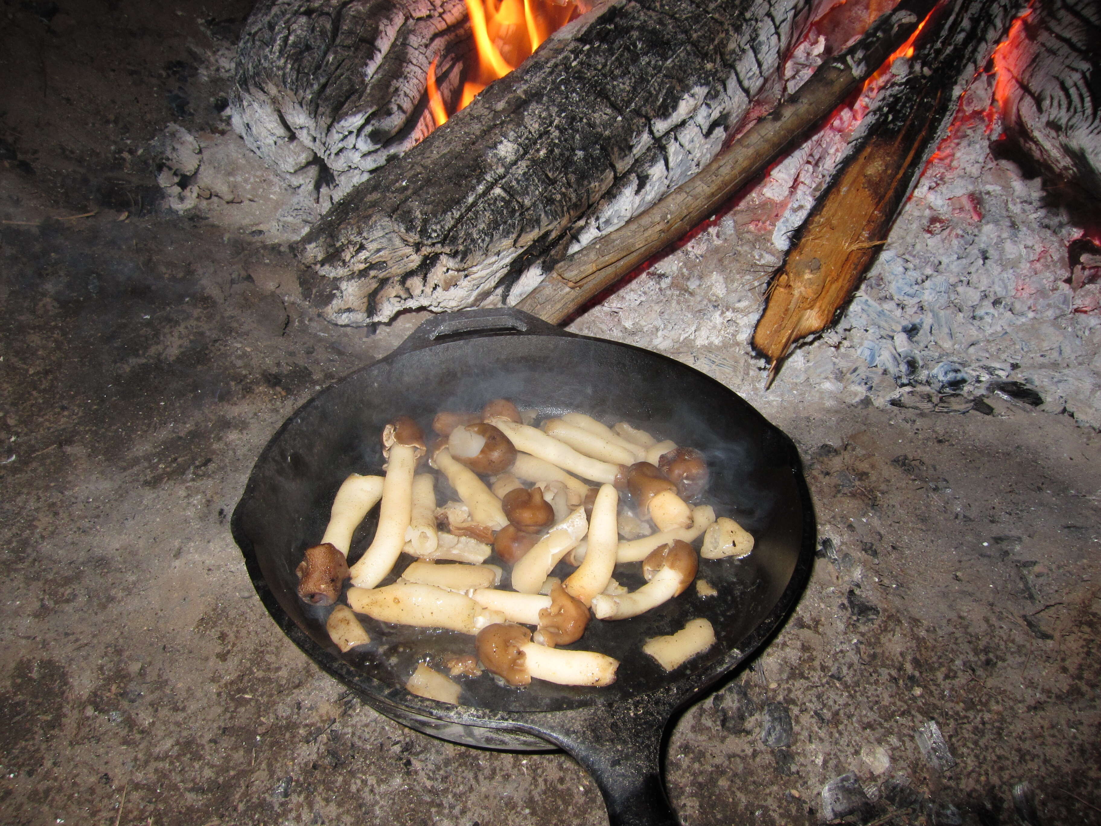 Image of Thimble morel