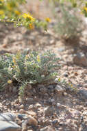 Imagem de Astragalus desereticus Barneby