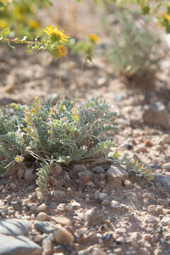 Image of deseret milkvetch