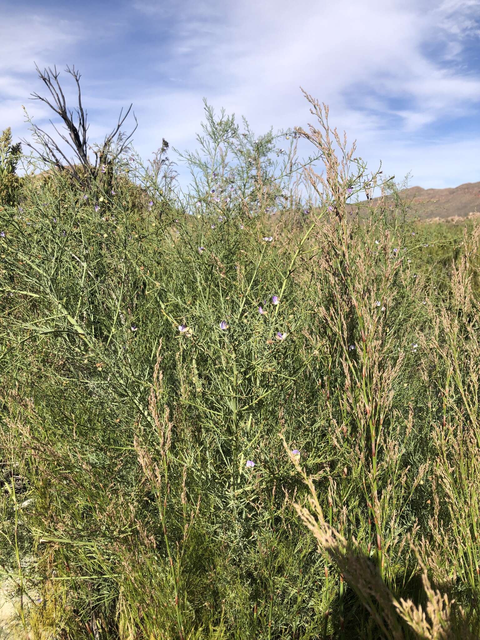 Image de Psoralea verrucosa Willd.