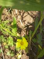 Image of Oxalis conorrhiza (Feullée) Jacquin