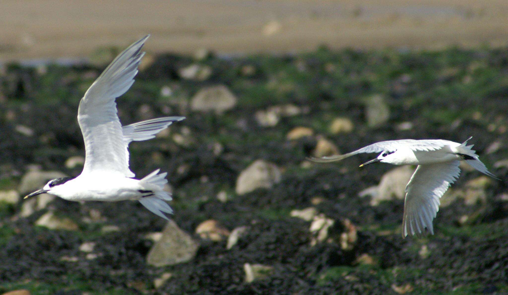 Image of Sandwich Tern