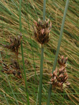 Juncus lesueurii Boland. resmi