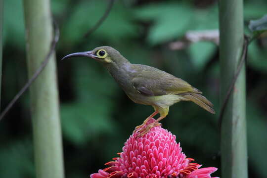 Image of Spectacled Spiderhunter