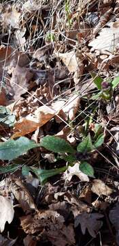 Image of Pulmonaria affinis Jordan