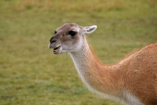 Image of Guanaco