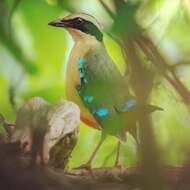 Image of African Pitta