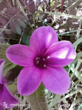 Image of Barleria ovata E. Mey. ex Nees