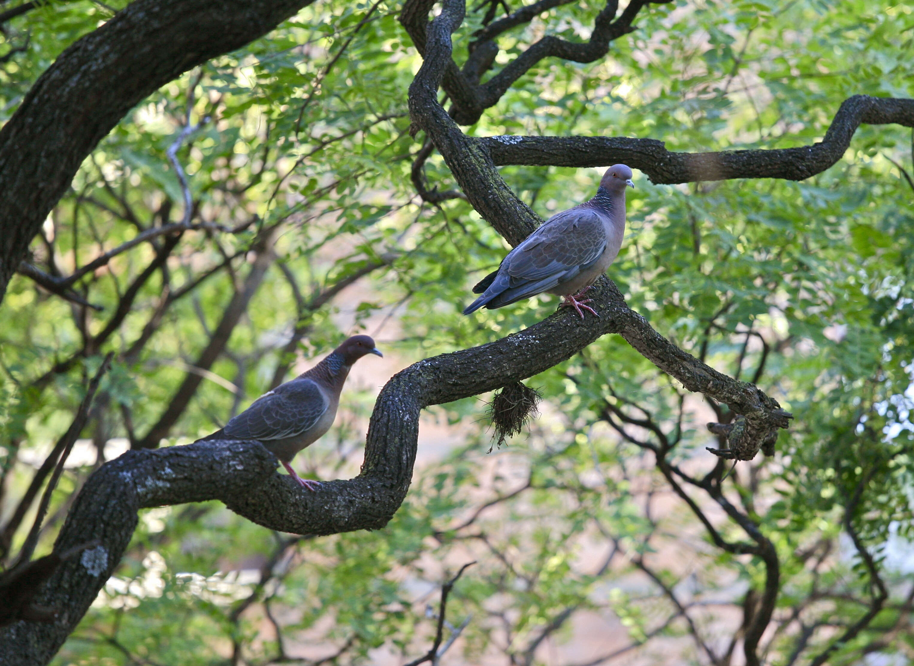 Image of Picazuro Pigeon