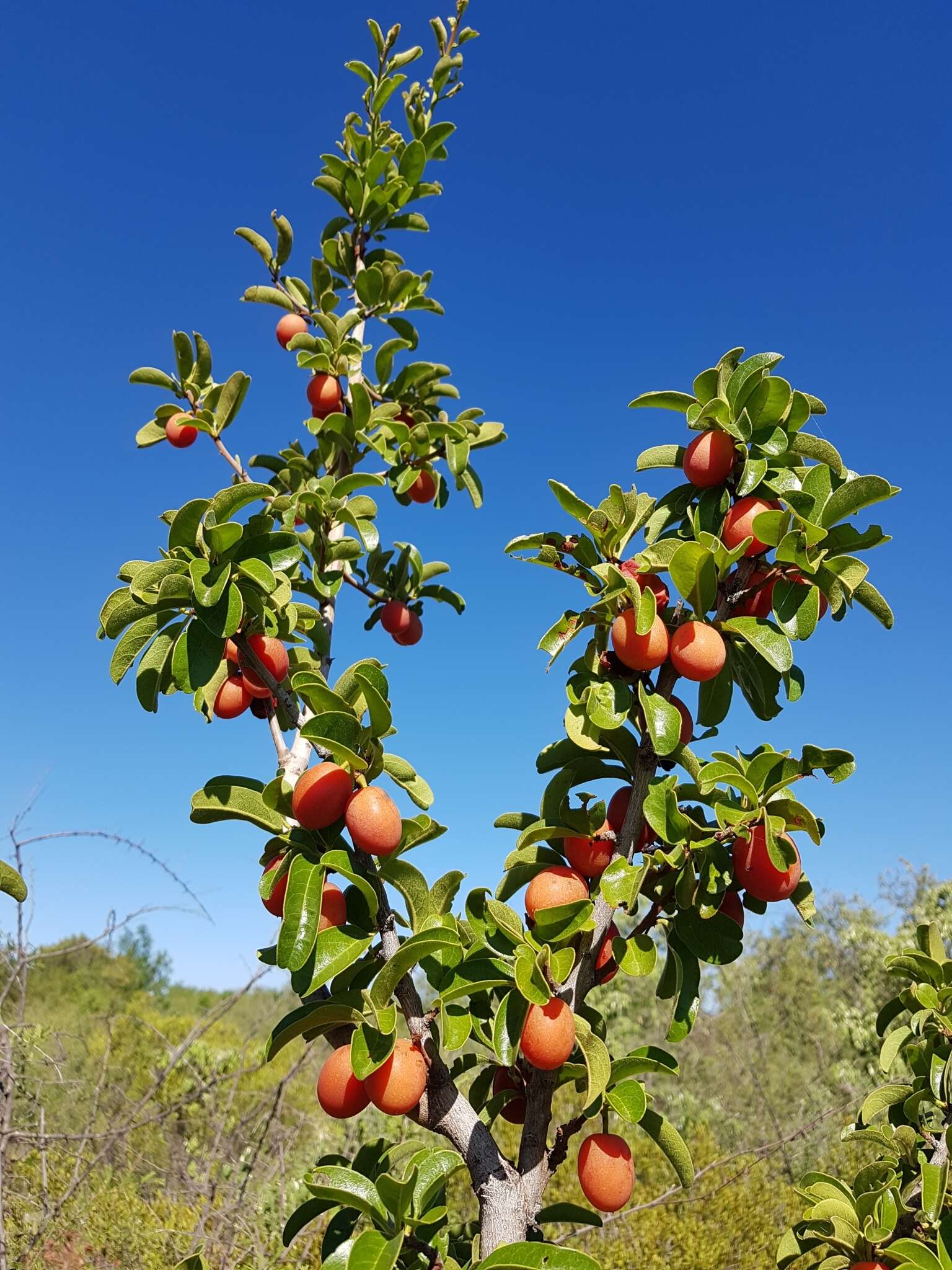 Image of Ximenia caffra Sond.