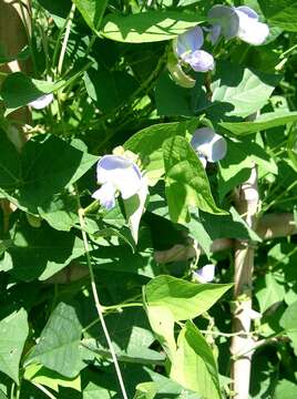 Image of winged bean