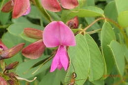 Tephrosia macropoda (E. Mey.) Harv.的圖片