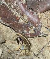 Image of Kirtisinghe's frog