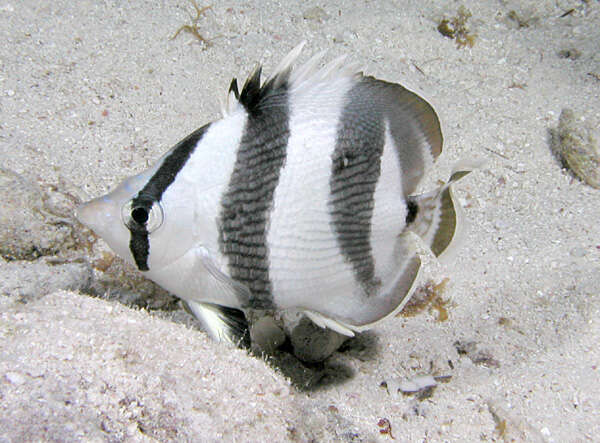 Image of Banded Butterflyfish