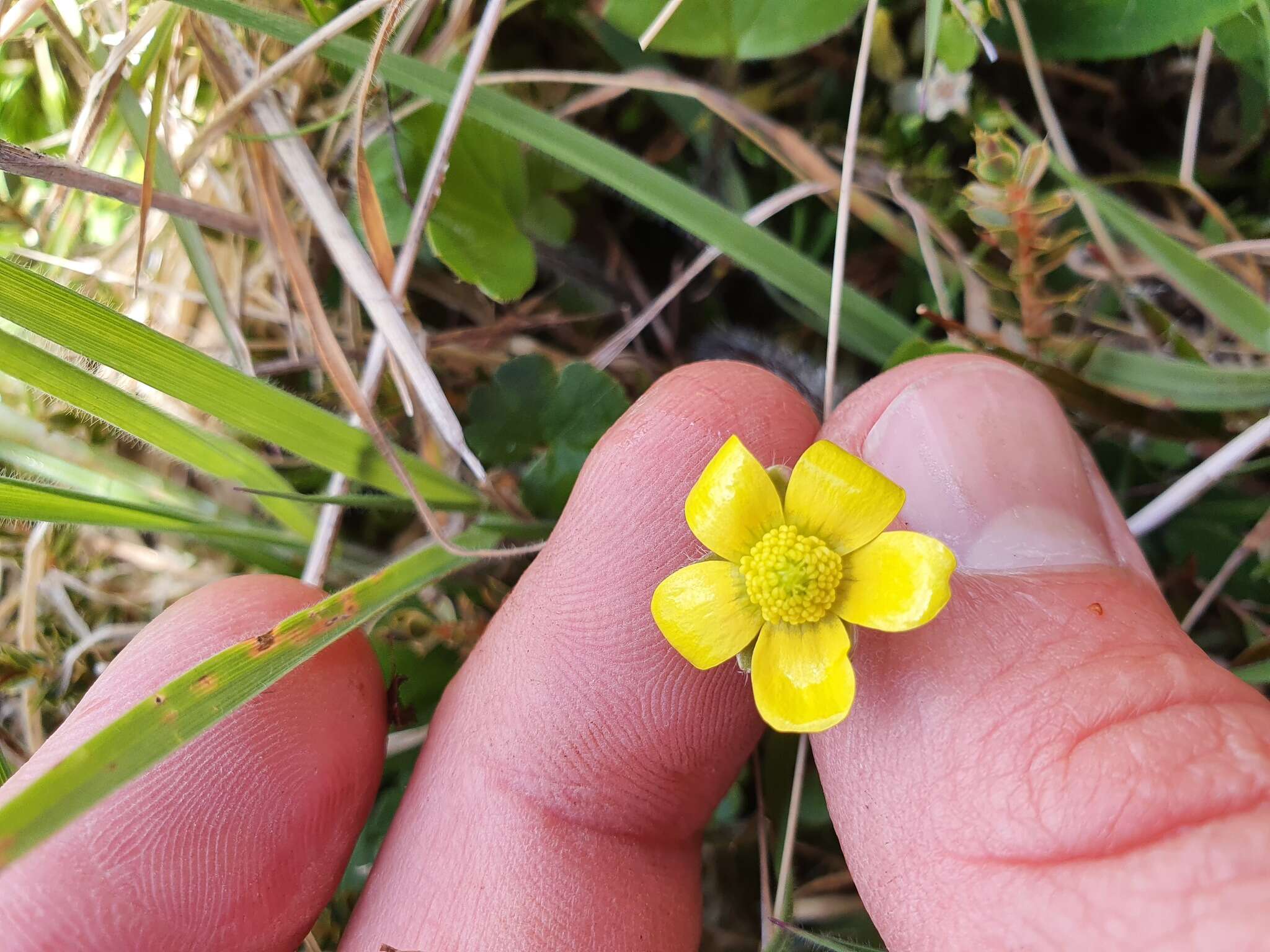 Image of Australian buttercup