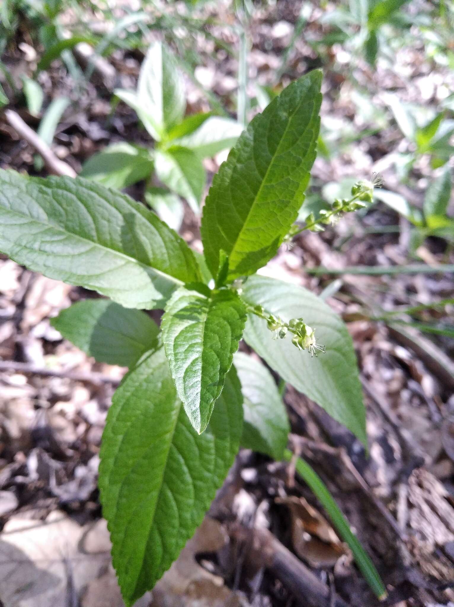 Image of Mercurialis paxii Graebn.