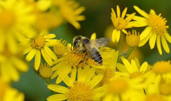 Imagem de Megachile perihirta Cockerell 1898