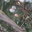 Слика од Gossypium harknessii T. S. Brandeg.