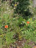 Image of Mediterranean Poppy