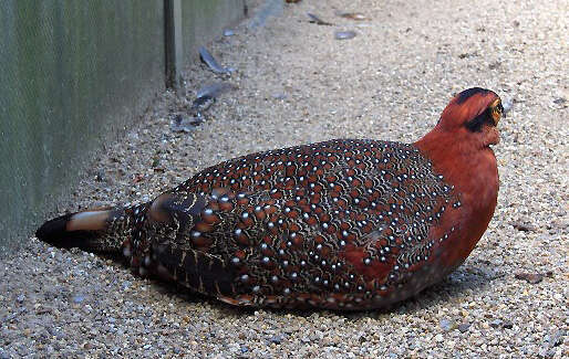 Image of Blyth's Tragopan