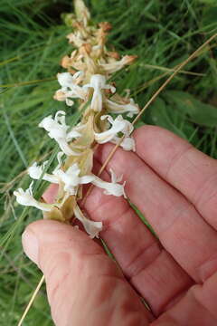 Image of Satyrium longicauda var. longicauda