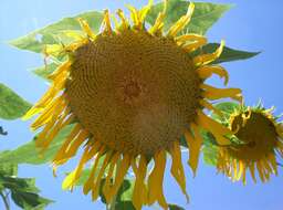 Image of common sunflower