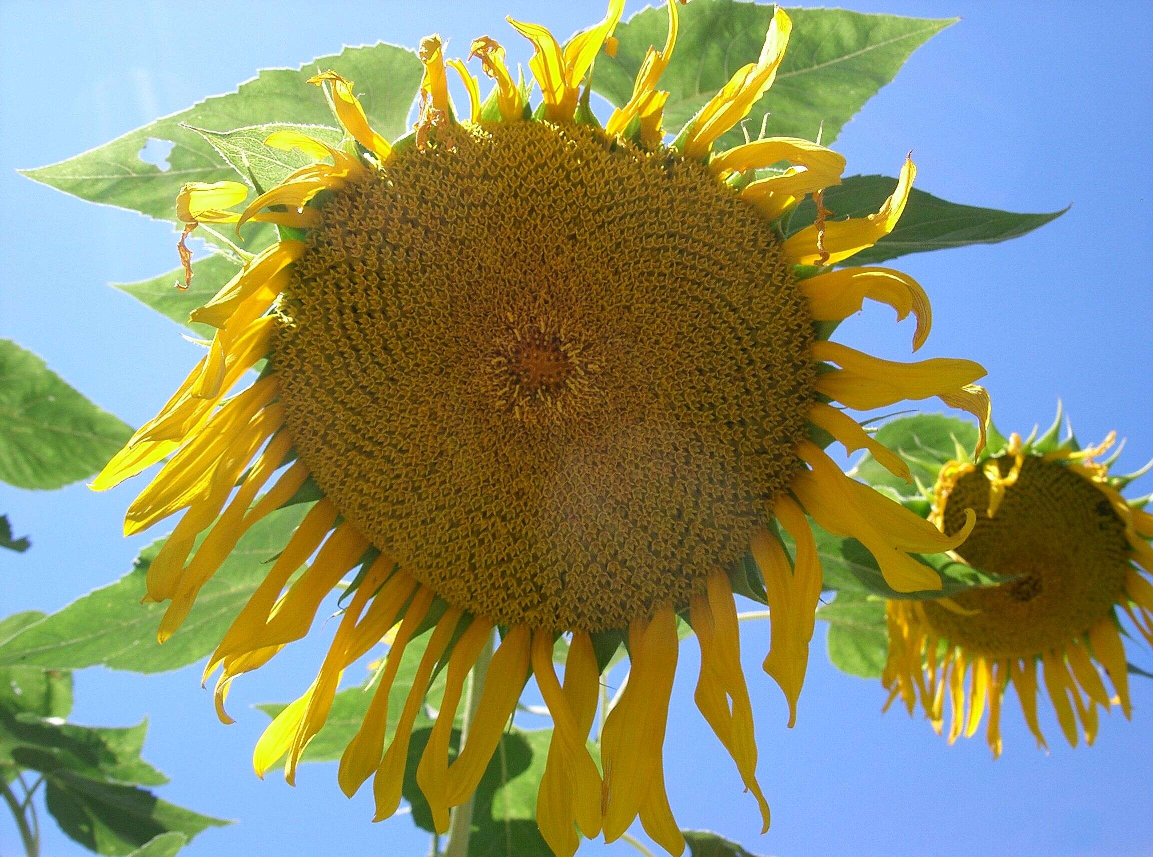 Image of common sunflower