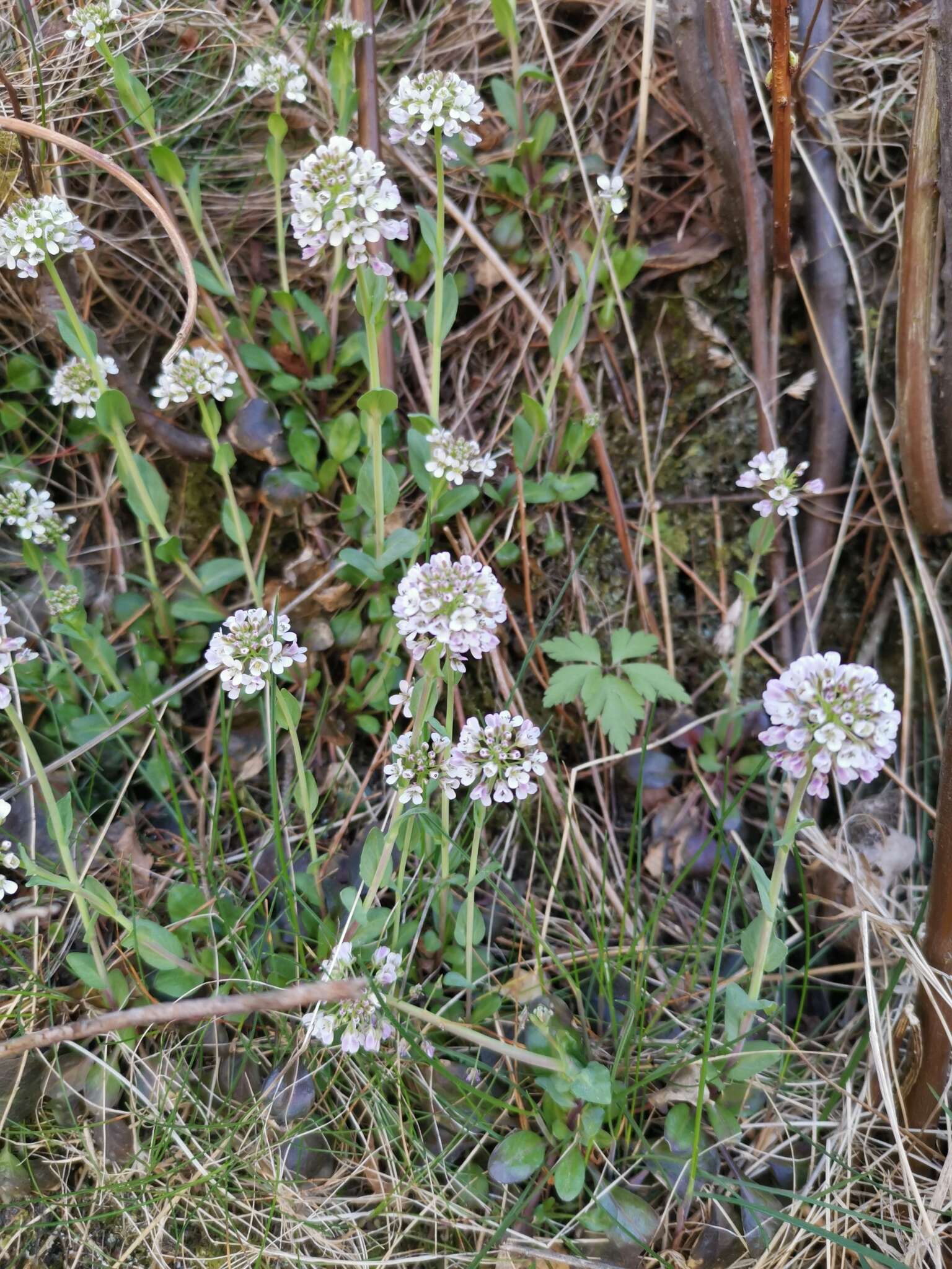 Image of Alpine Pennycress