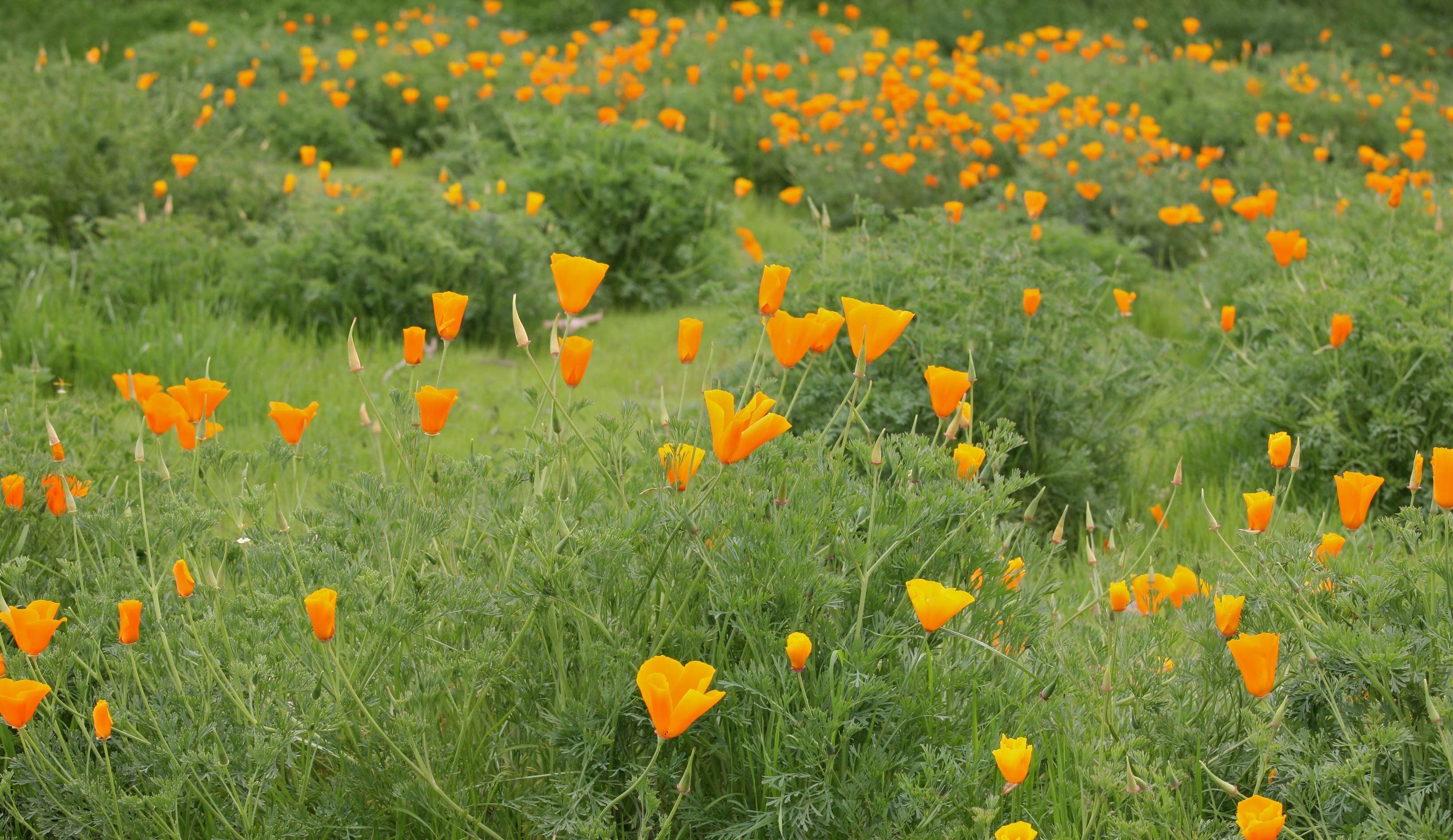 Image of California poppy