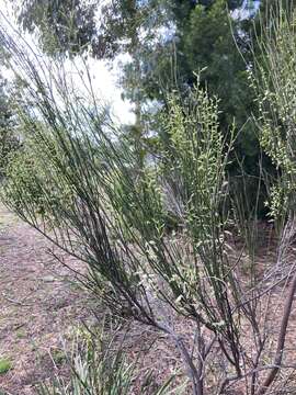 Image of Leptomeria drupacea (Labill.) Druce