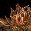 Phyllodesmium briareum (Bergh 1896) resmi