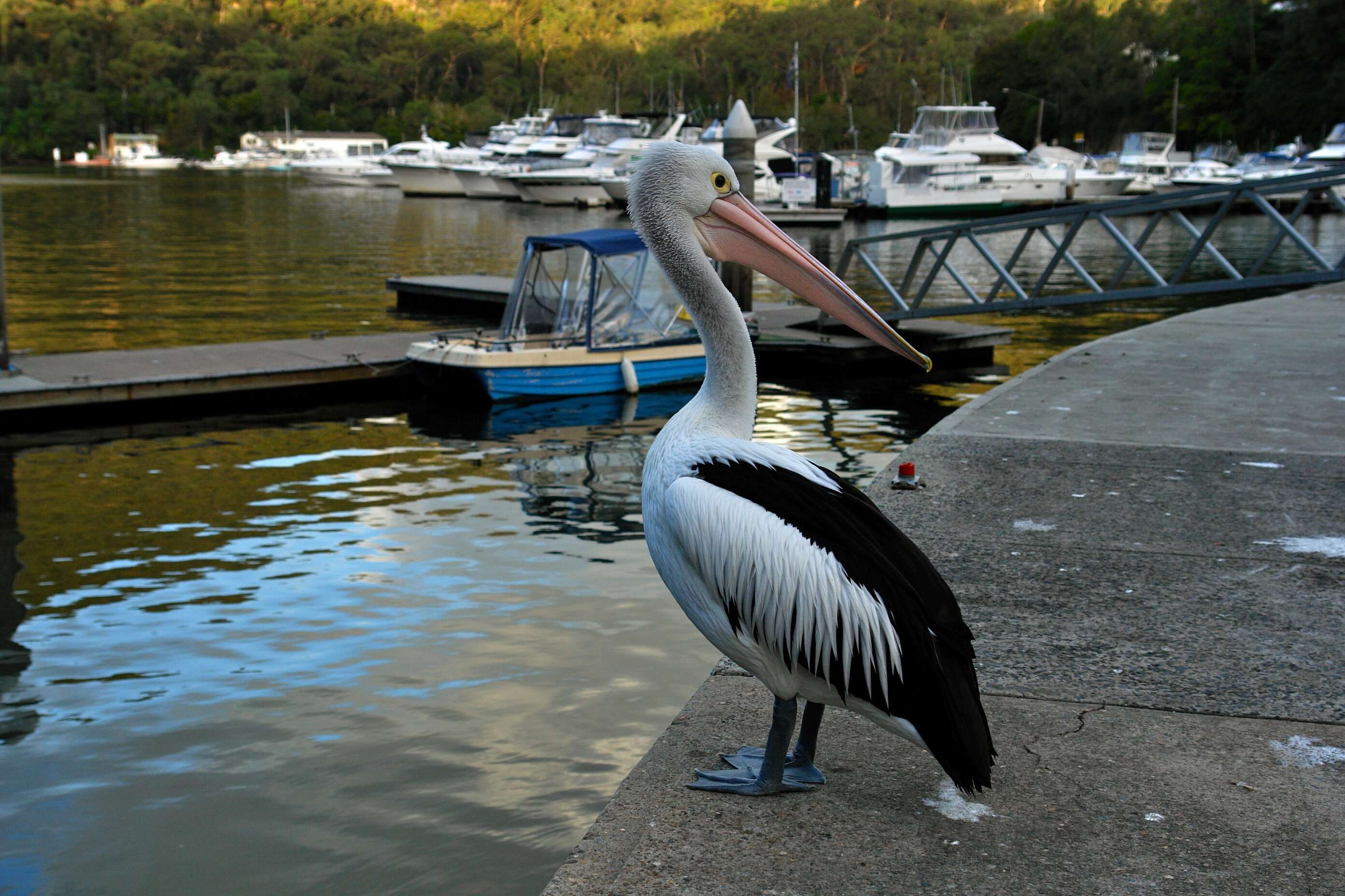 Image of Australian Pelican