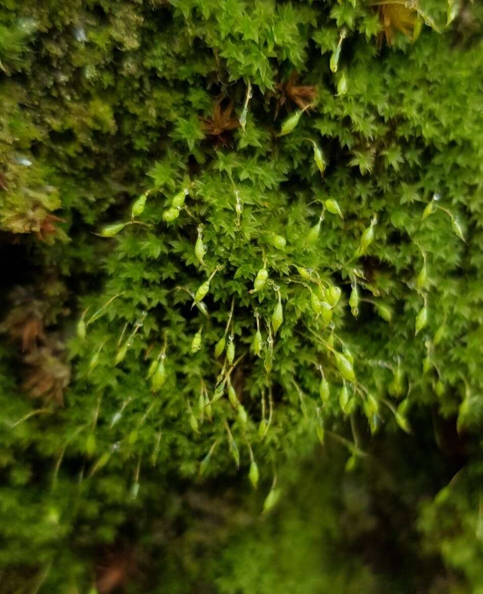 Image of zygodon moss