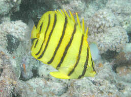 Image of Eight Banded Butterflyfish