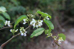 Image of Browne's Indian-Rosewood