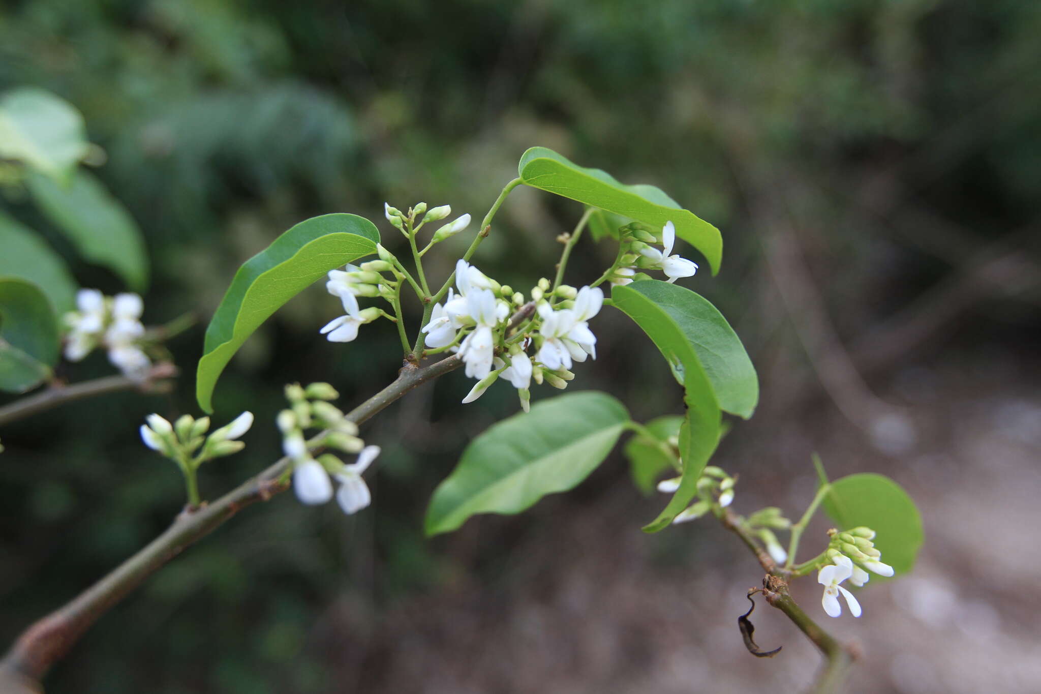 Plancia ëd Dalbergia brownei (Jacq.) Urb.