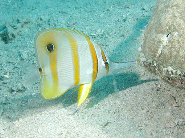 Image of Banded Longsnout Butterflyfish