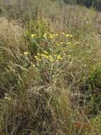 Image of Helichrysum decorum DC.