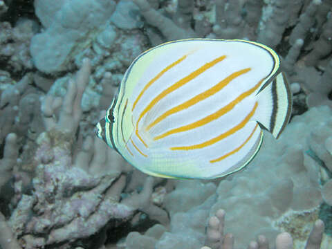 Image of Clown Butterflyfish