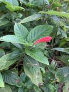 Plancia ëd Ruellia elegans Poir.