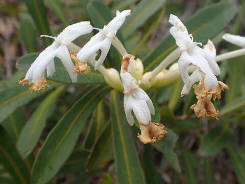 Image of Oxera neriifolia (Montrouz.) Beauvis.